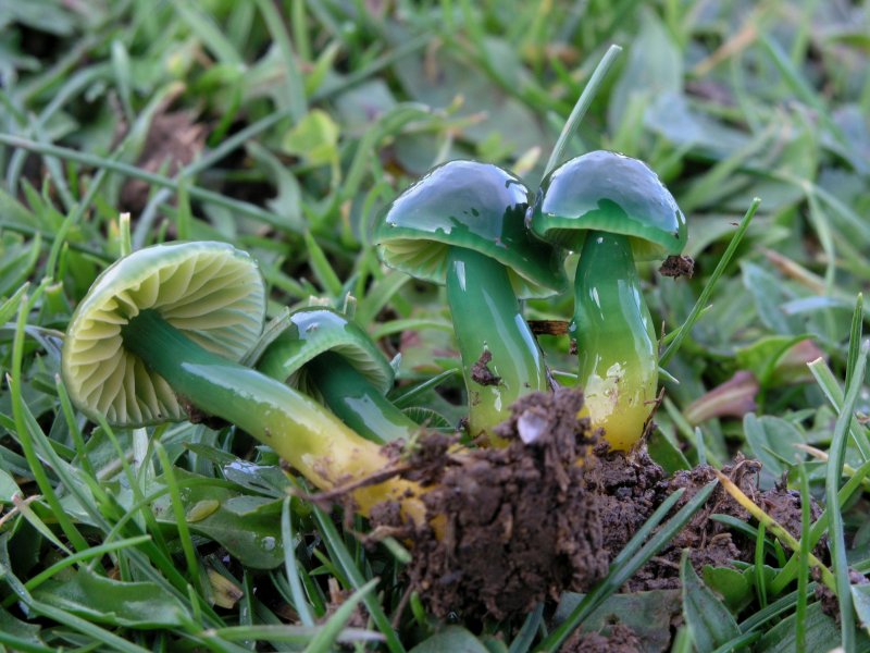 Hygrocybe psittacina - Agli amici del Forum